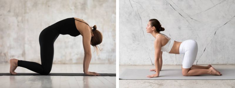 cat cow pose cat cow pose